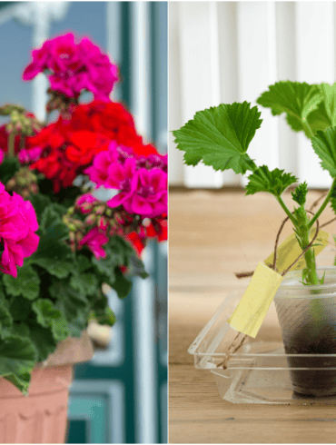Pelargonijų dauginimas: 2026 didysis gidas