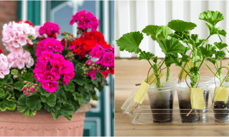 Pelargonijų dauginimas: 2026 didysis gidas