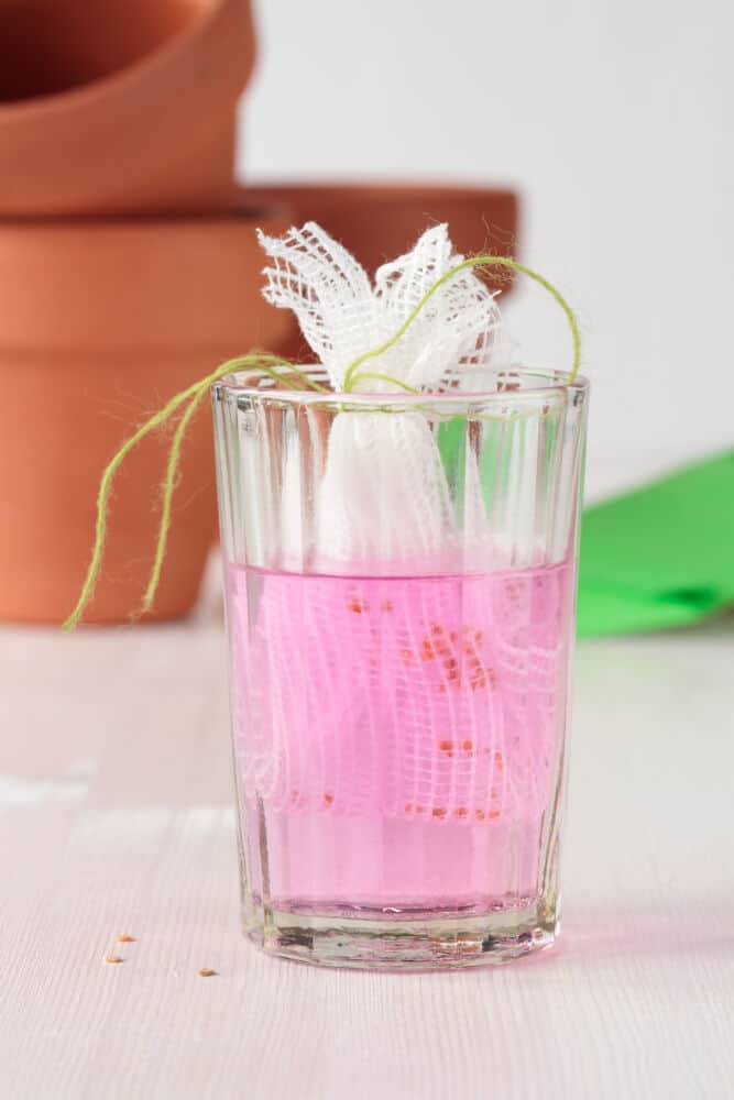 Kalio permanganate mirkomos pomidorų sėklos / Shutterstock