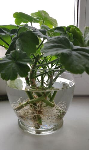 Pelargonijų dauginimas vandenyje