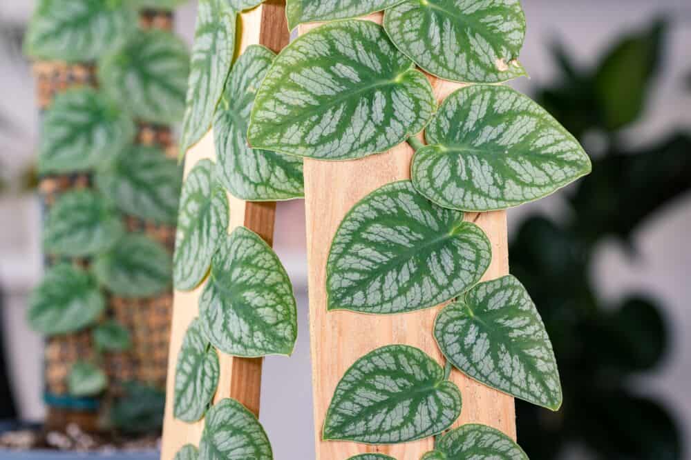  Monstera 'Dubia'/ Shutterstock