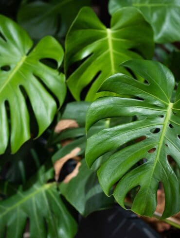 Monstera: priežiūra, dauginimas, rūšys ir pavojai - gidas 2026