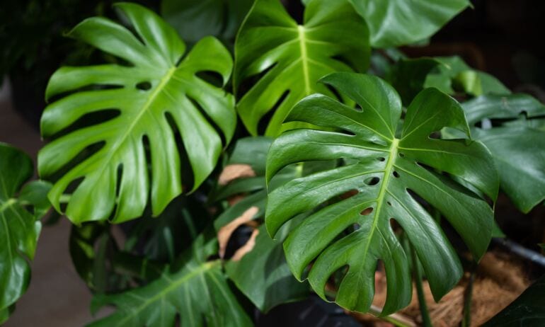 Monstera: priežiūra, dauginimas, rūšys ir pavojai - gidas 2026