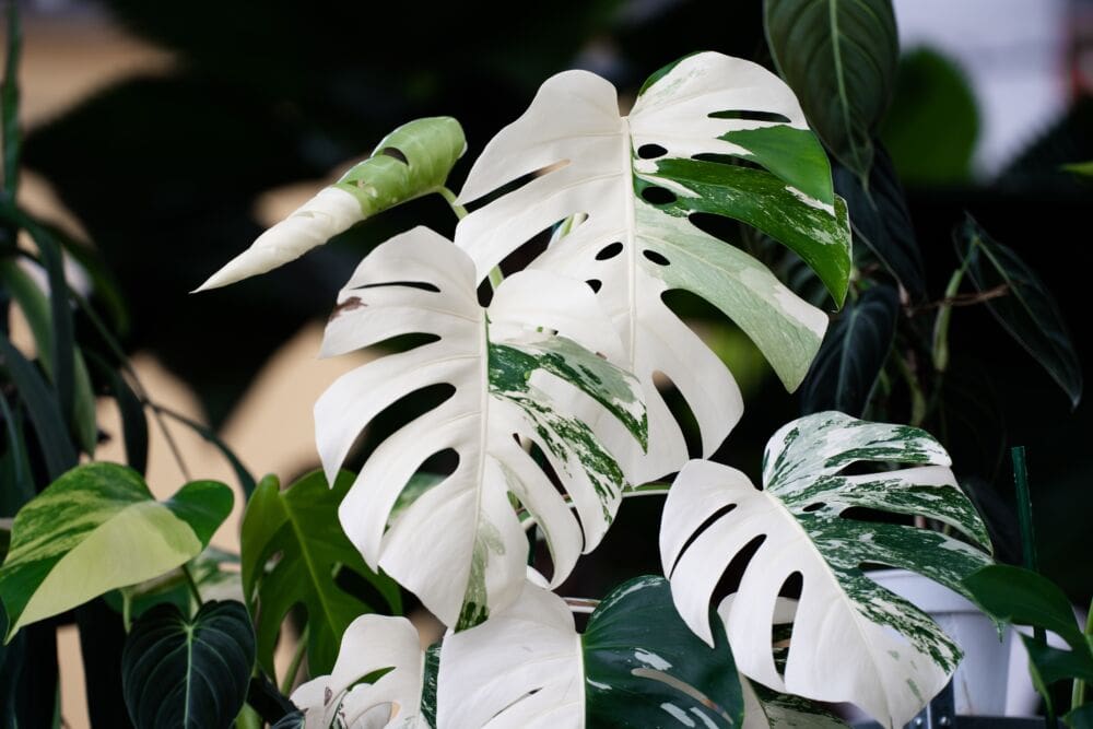 Monstera deliciosa 'Albo Variegata' / Shutterstock