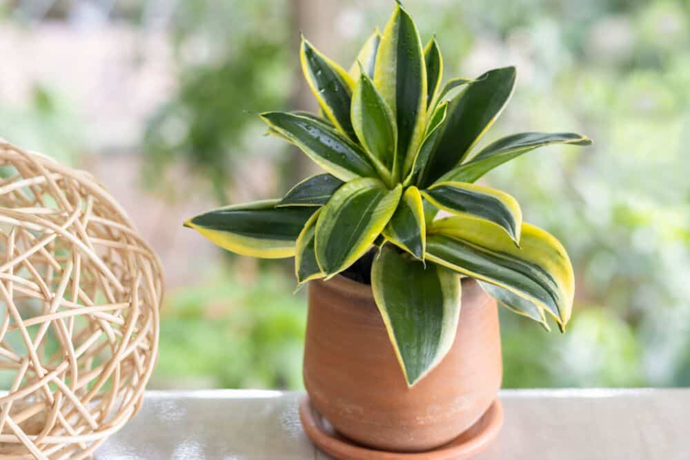 Sansevjera Sansevieria 'Hahnii' / Shutterstock
