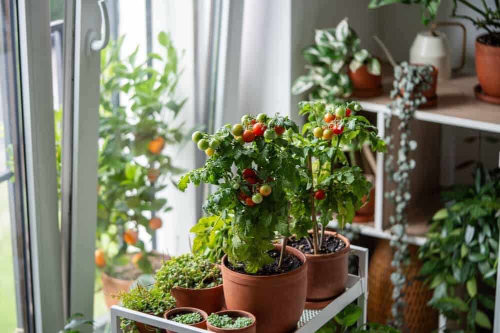 Pomidorai namuose / Shutterstock