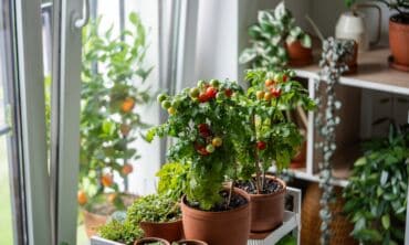Pomidorai namuose / Shutterstock