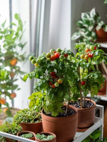Pomidorai namuose / Shutterstock