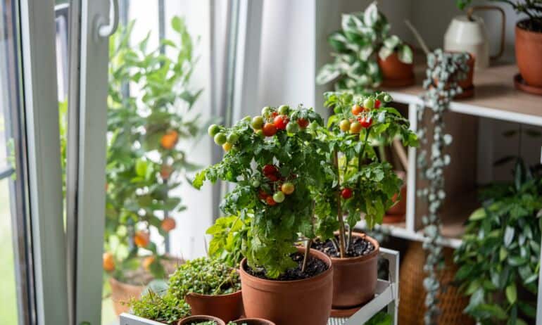 Pomidorai namuose / Shutterstock