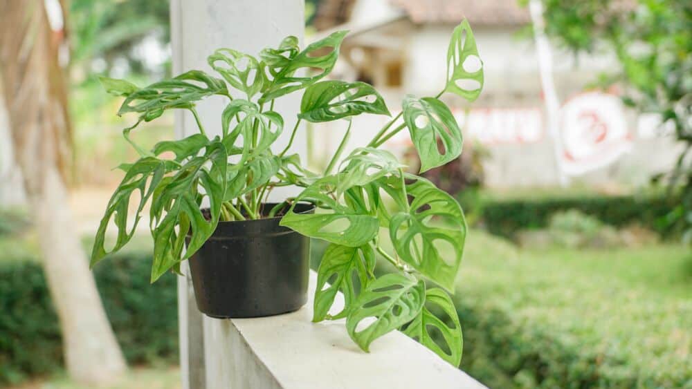Monstera 'Adansonii' / Shutterstock