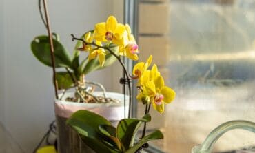 Orchidėja