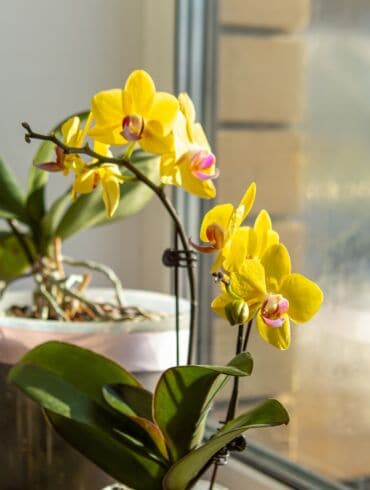 Orchidėja