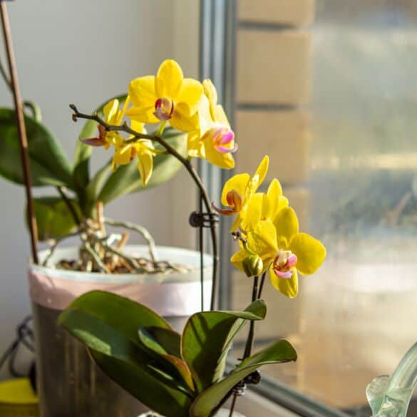Orchidėja