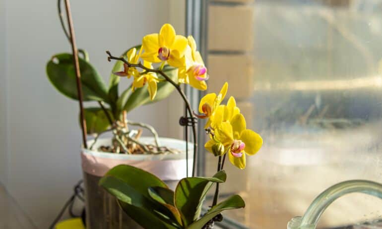 Orchidėja