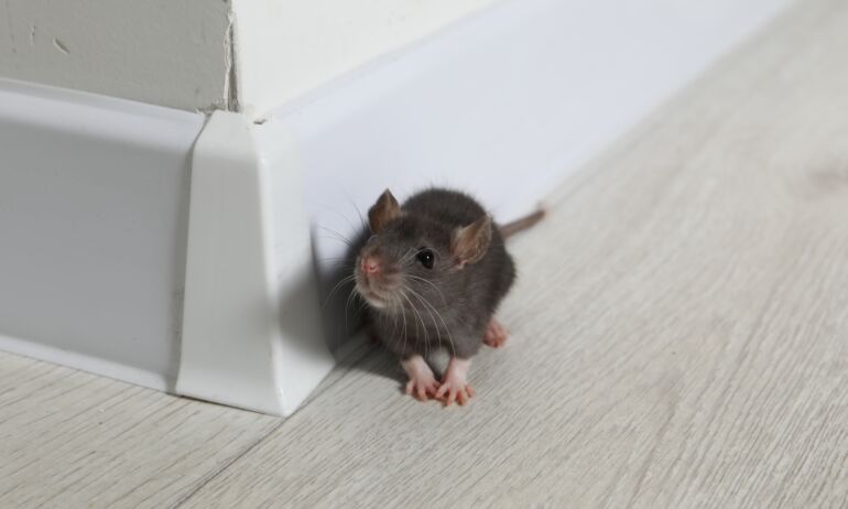 Pelės namuose / Shutterstock