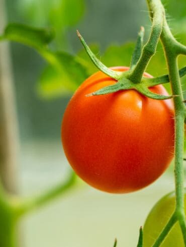 Pomidorai