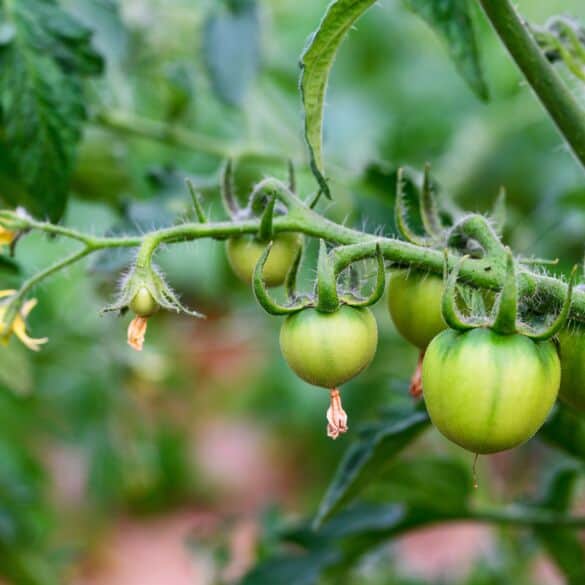 Pomidorai