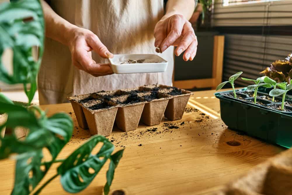 Sėjos kalendorius 2026 balandis: ką kada sėti / Shutterstock