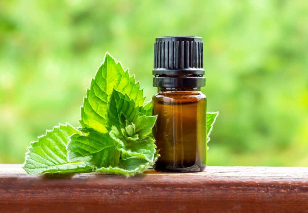 Mėtų eterinis aliejus prieš vorus / Shutterstock