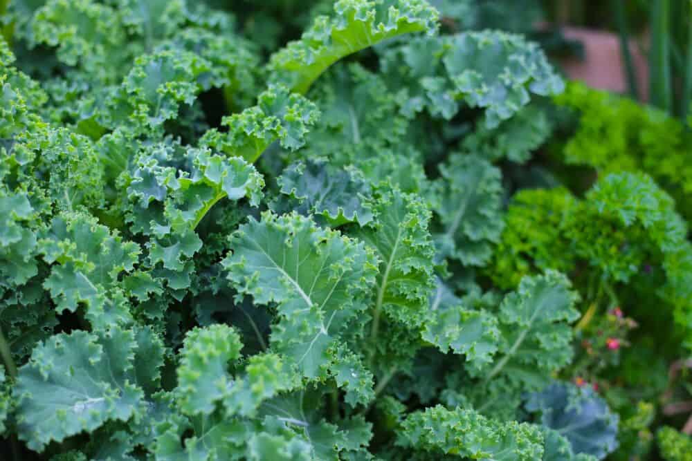 Kale kopūstai / Shutterstock