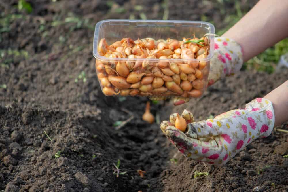 Ką sodinti pavasarį: svogūnai / Shutterstock