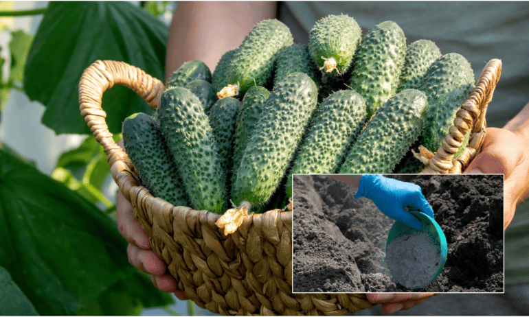Agurkų sodinimas šiltnamyje: ką berti į duobutę