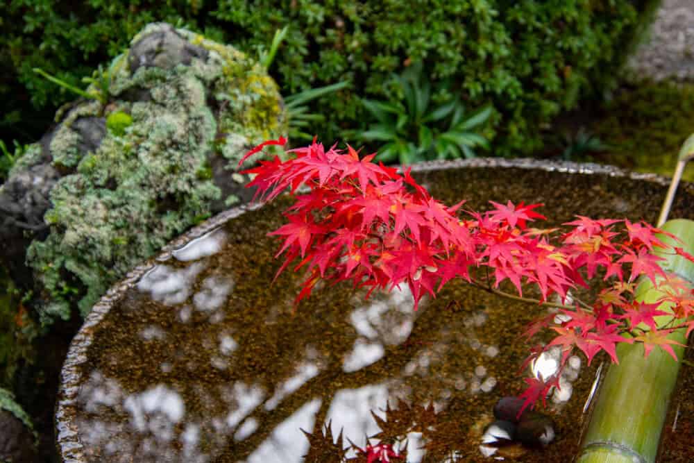 Vanduo sode: japoniško stiliaus sodas / Shutterstock
