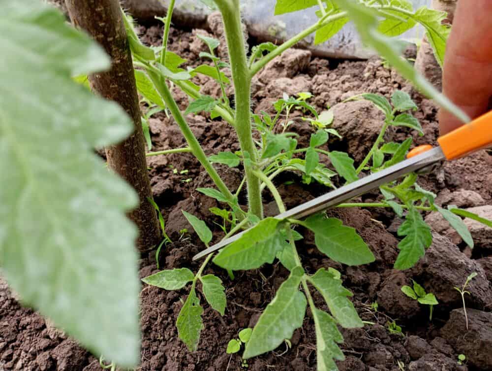 Atsakė, ar skinti pomidorų lapus
