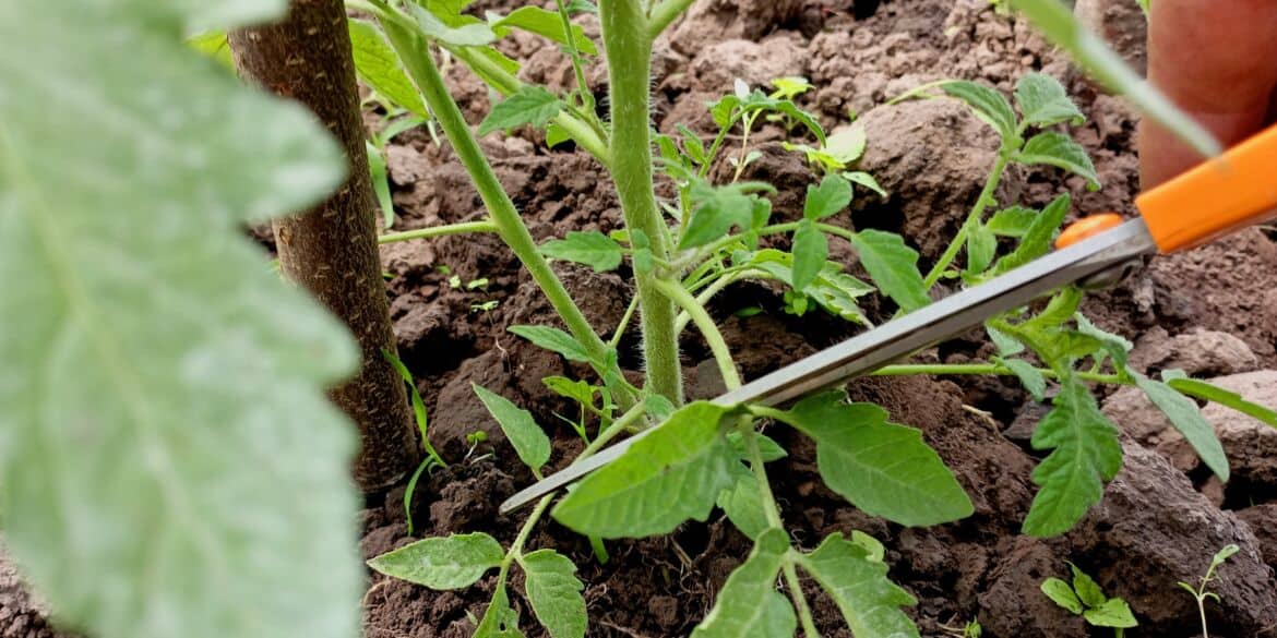 Atsakė, ar skinti pomidorų lapus