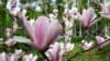 Magnolija