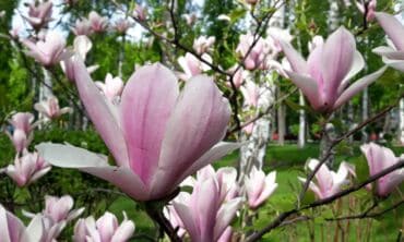 Magnolija