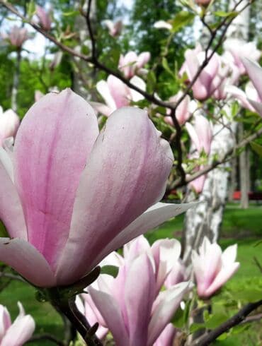 Magnolija