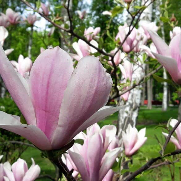 Magnolija