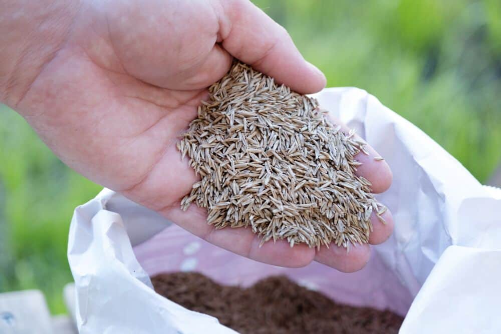 Vejos sėjimas / Shutterstock