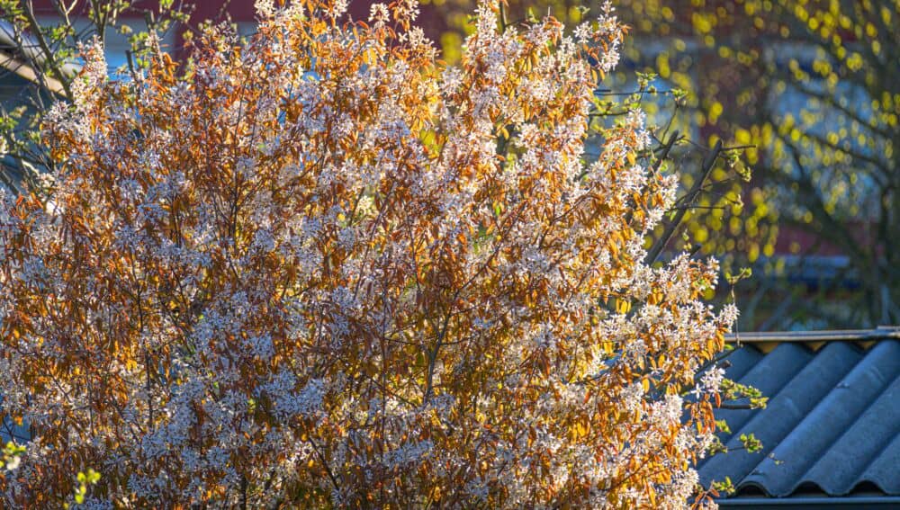 Lamarko medlieva (amelanchier lamarckii) / Shutterstock