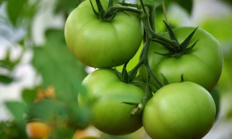 pomidorai neprinoksta