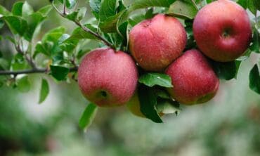 Kada skinti obuolius – prinokę obuoliai ir parudavusios sėklos
