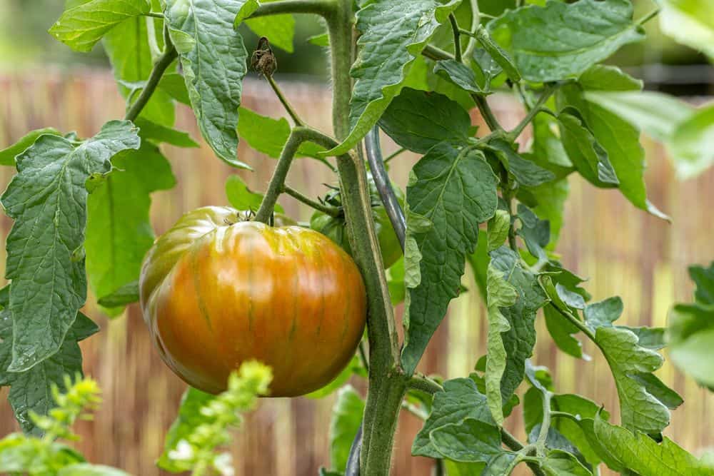 Pradėjęs nokti pomidoras / Shutterstock
