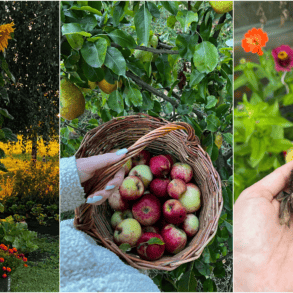 Rudens darbai sode: Astos patarimai
