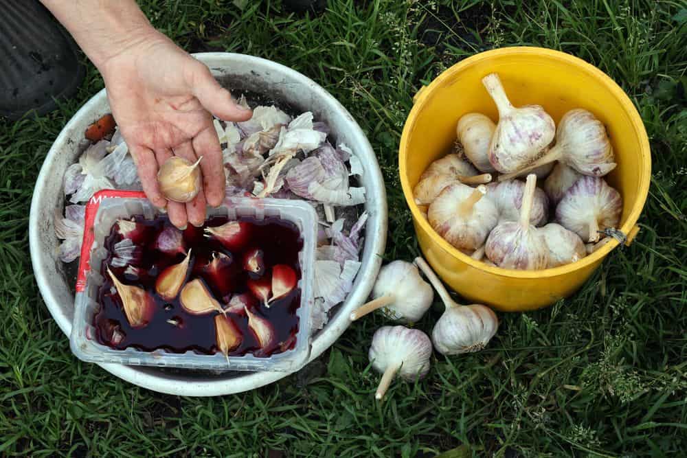 Žieminių česnakų dar nepasodinote? Paskutinės palankios dienos jau prasidėjo – iki kada dar spėsite