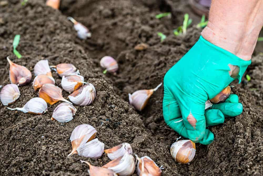 Sėjos kalendorius 2026 spaliui: česnakų sodinimas / Shutterstock